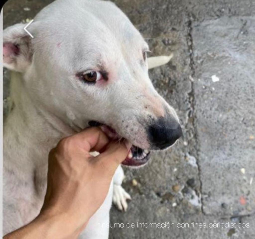 Judicializan a un veterinario y su auxiliar por sacrificar perros en condición de calle Judicializan a un veterinario y su auxiliar por sacrificar perros en condición de calle